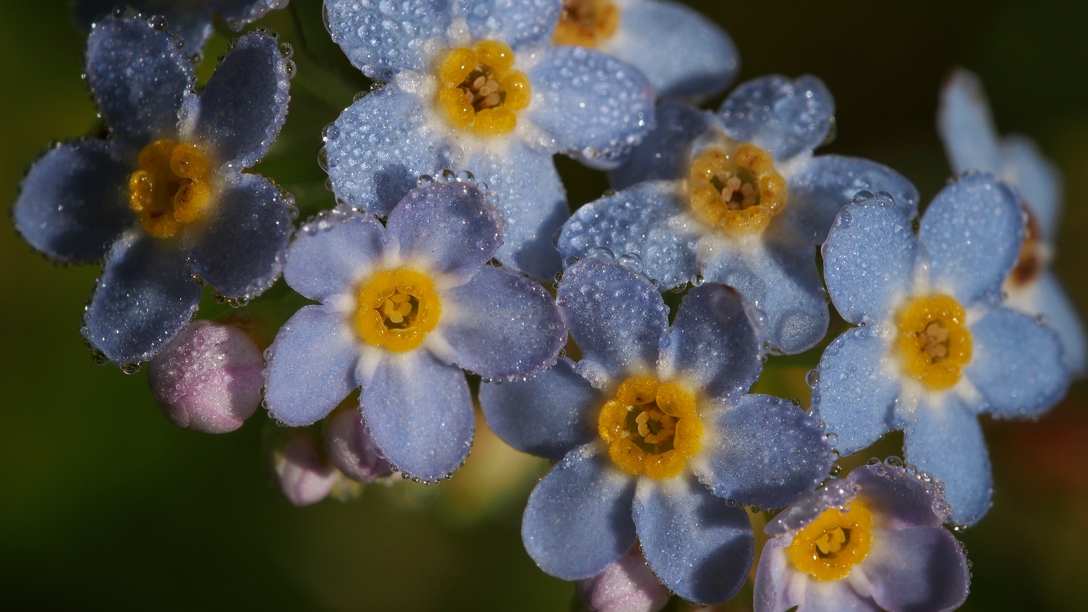 Forget-me-nots